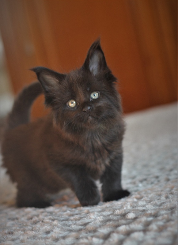 Agat Monterini - Kitten maine-coon 1 month 1.5 week