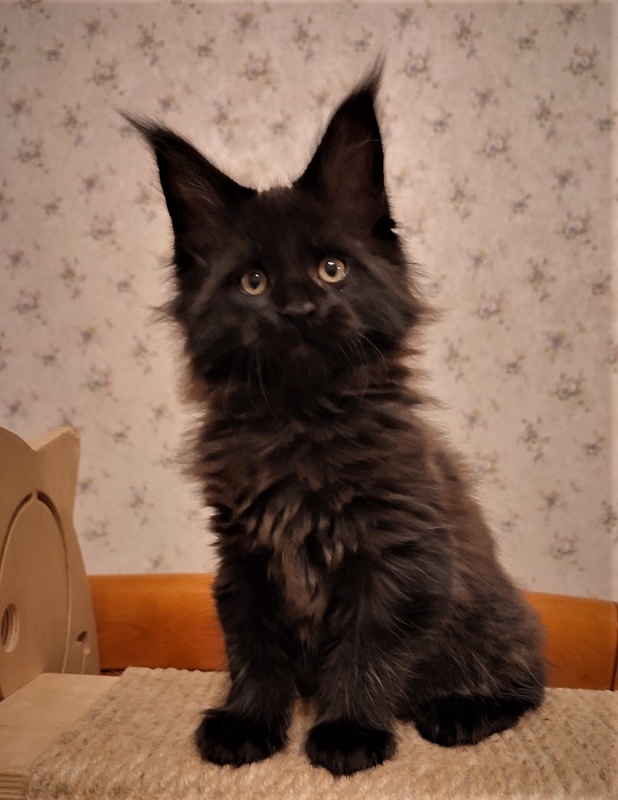 Agat Monterini - Kitten maine-coon 2 months