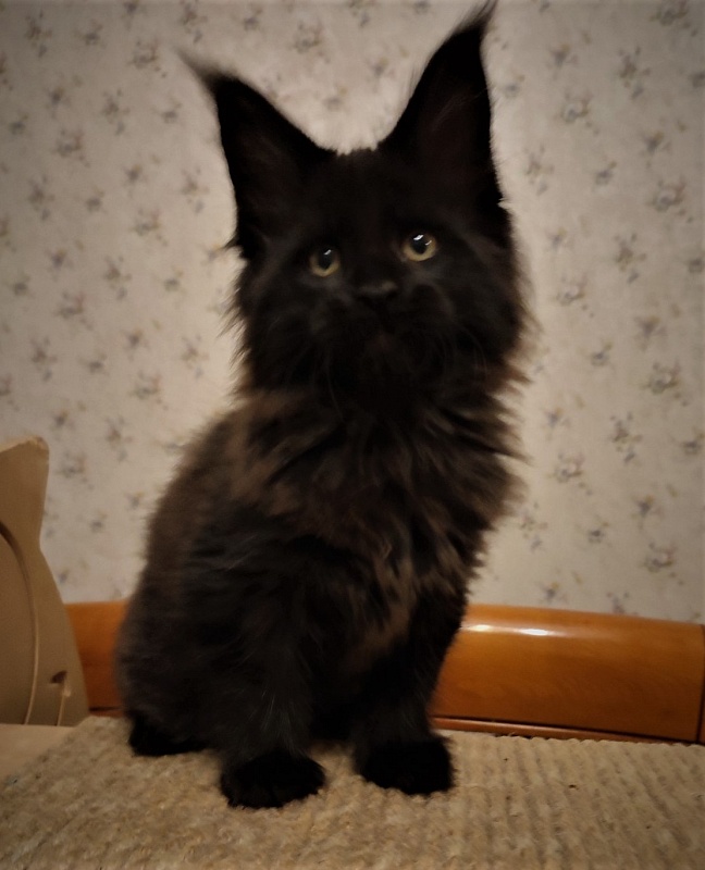 Agat Monterini - Kitten maine-coon 2 months