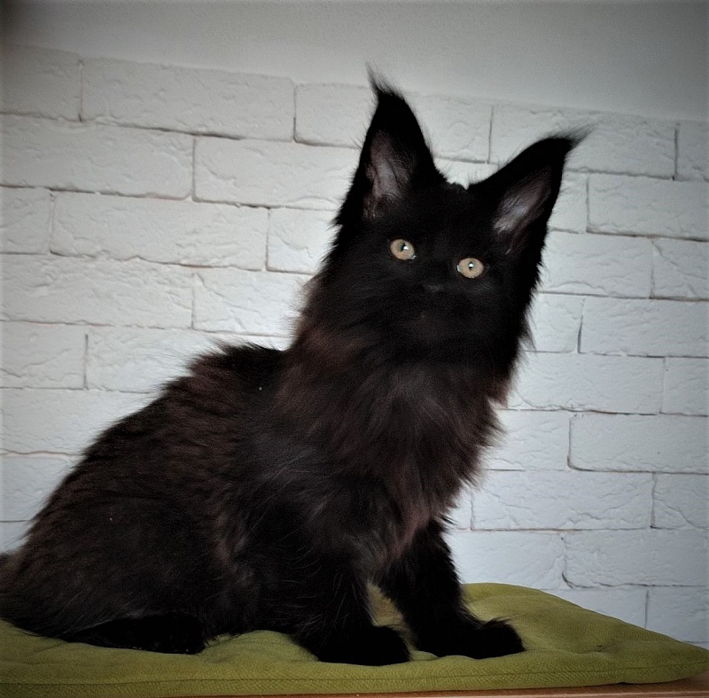 Agat Monterini - Kitten maine-coon 2 months 1.5 week