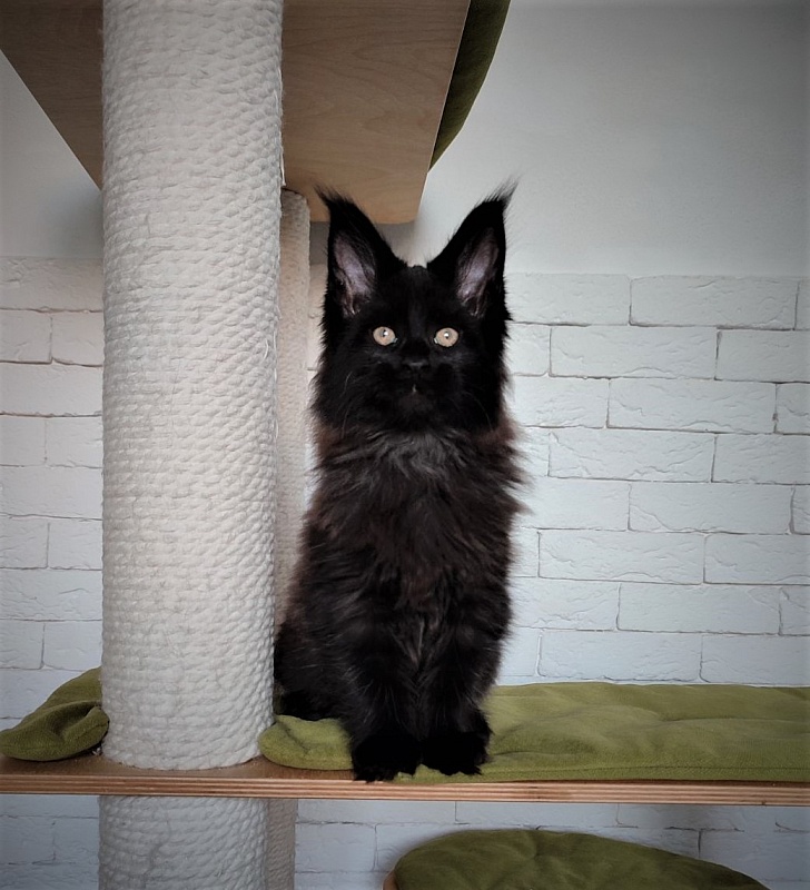 Agat Monterini - Kitten maine-coon 2 months 1.5 week