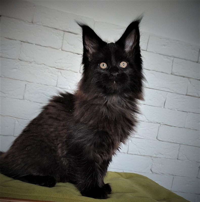 Agat Monterini - Kitten maine-coon 2 months 1.5 week
