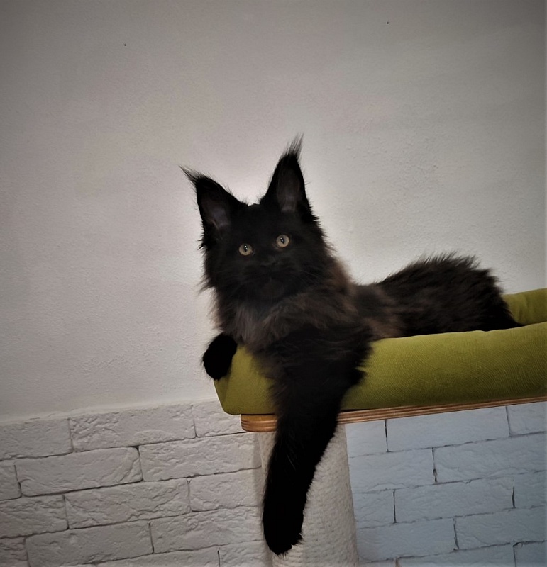 Agat Monterini - Kitten maine-coon 2 months 3.5 weeks