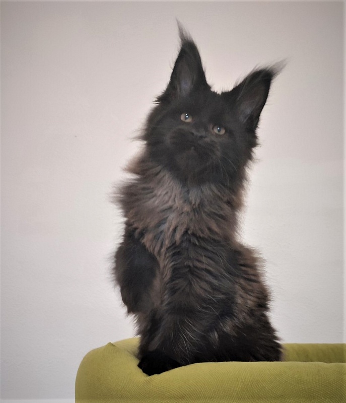Agat Monterini - Kitten maine-coon 2 months 3.5 weeks