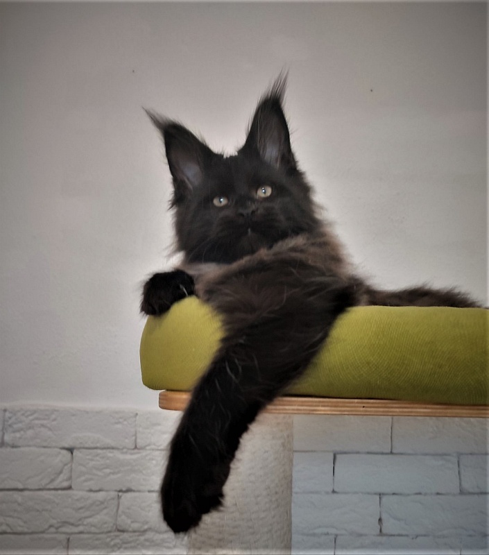 Agat Monterini - Kitten maine-coon 2 months 3.5 weeks