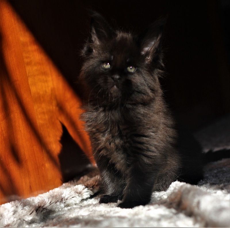 Agat Monterini - Kitten maine-coon 1 month 1.5 week