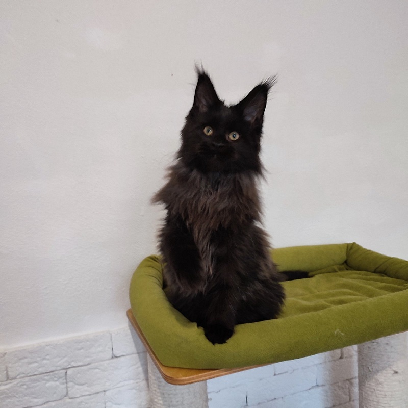 Agat Monterini - Kitten maine-coon 3 months 3 weeks