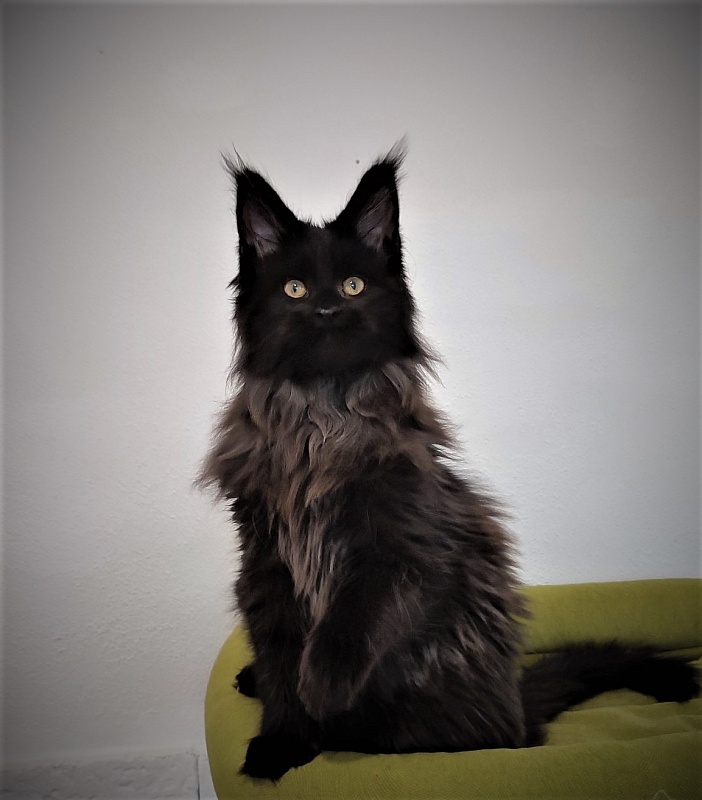 Agat Monterini - Kitten maine-coon 3 months 3 weeks