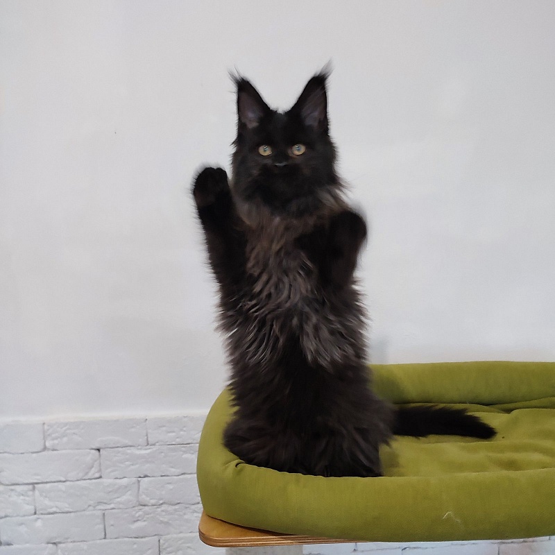 Agat Monterini - Kitten maine-coon 3 months 3 weeks