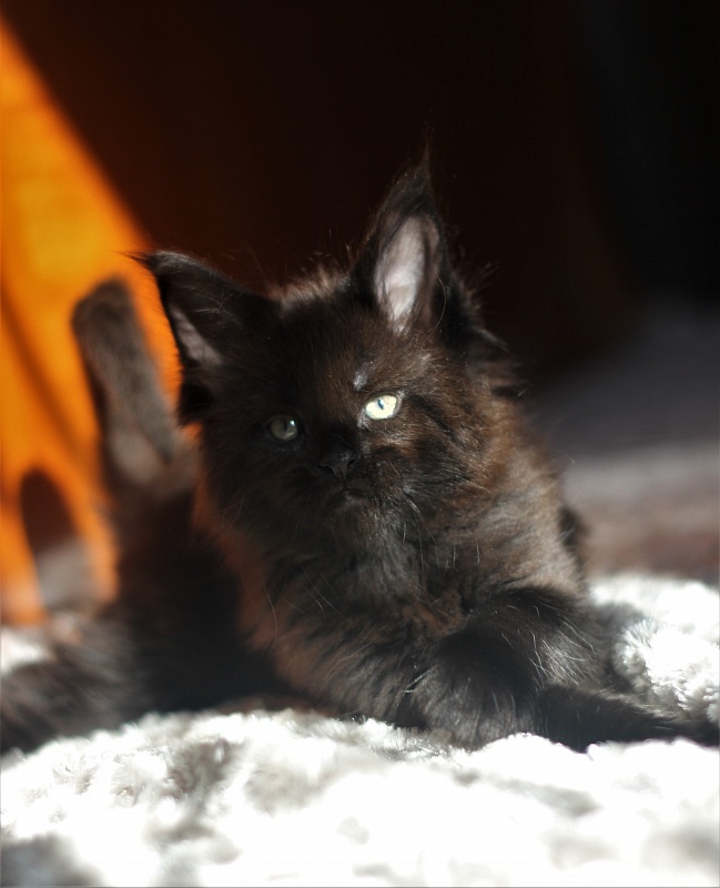 Agat Monterini - Kitten maine-coon 1 month 1.5 week