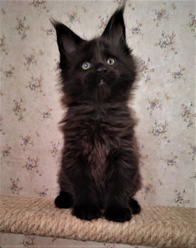 Agat Monterini - Kitten maine-coon 1 month 3 weeks
