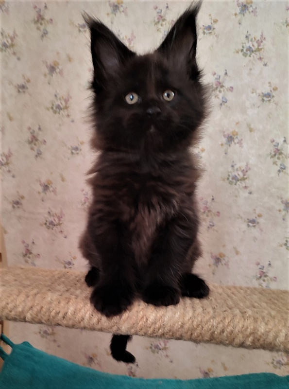 Agat Monterini - Kitten maine-coon 1 month 3 weeks
