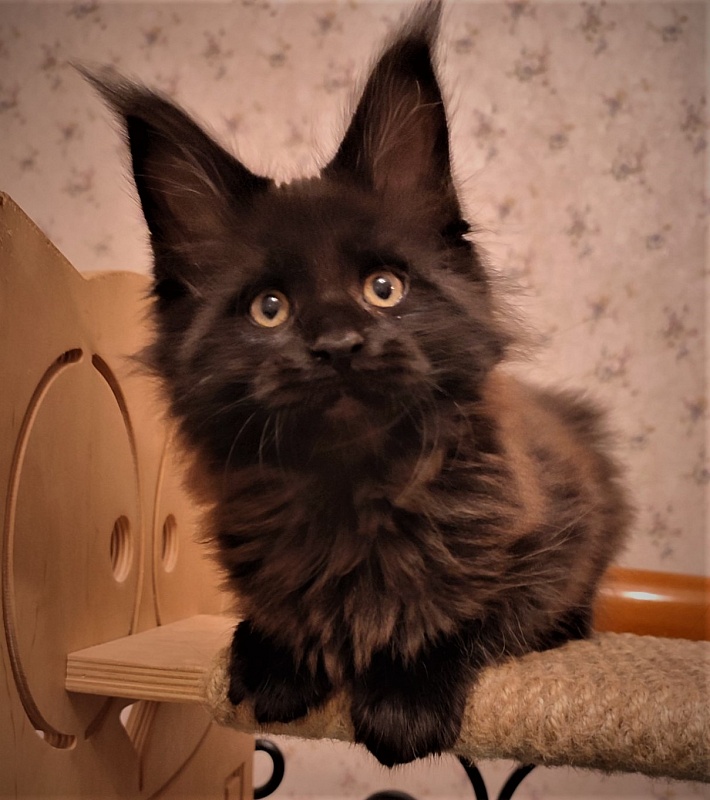 Agat Monterini - Kitten maine-coon 2 months