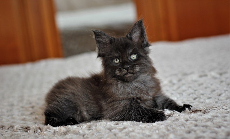 Atass Monterini - Kitten maine-coon 1 month 1.5 week