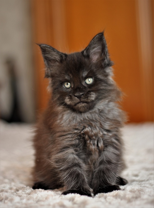 Atass Monterini - Kitten maine-coon 1 month 1.5 week