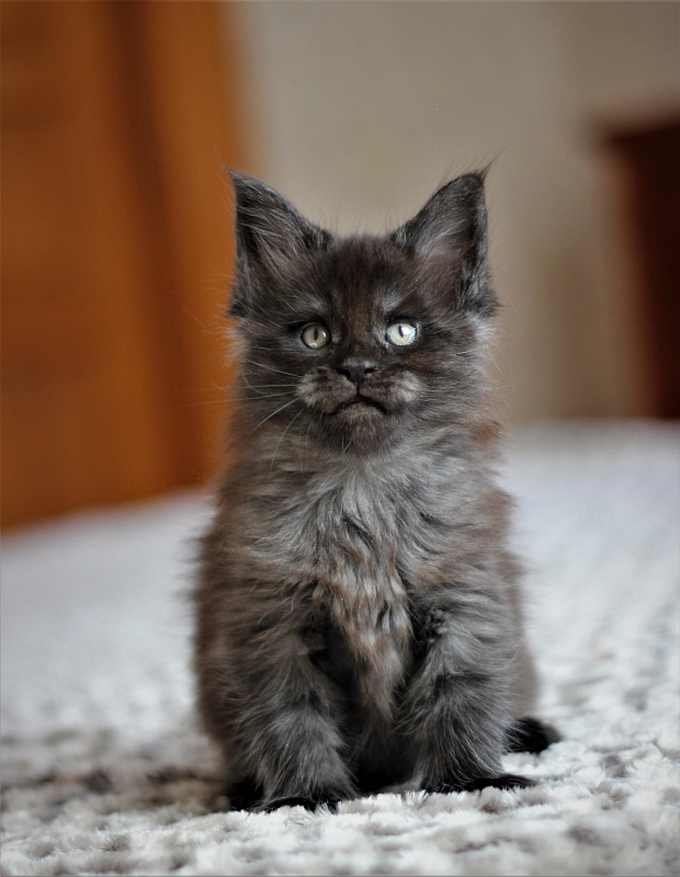 Atass Monterini - Kitten maine-coon 1 month 1.5 week