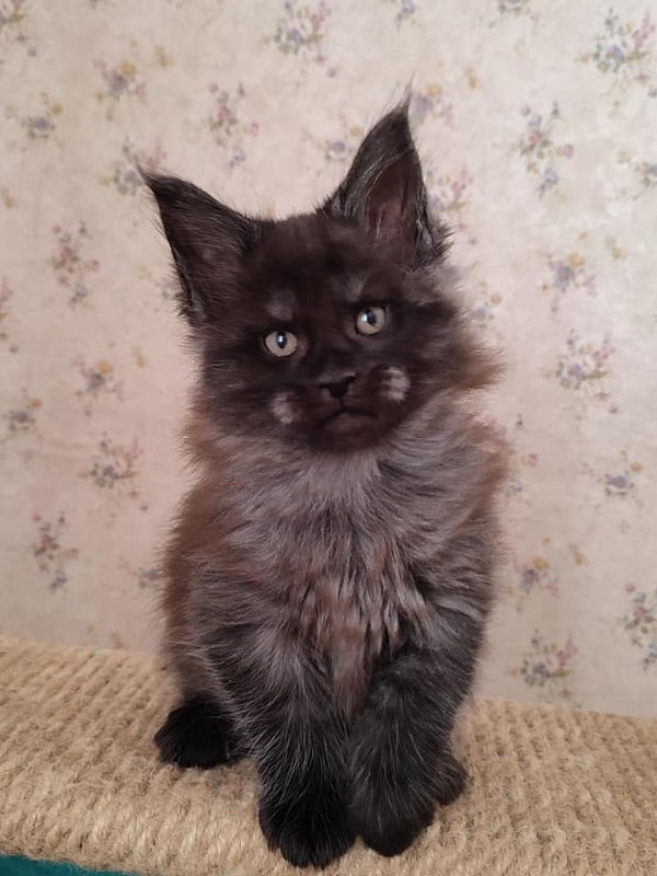 Atass Monterini - maine-coon