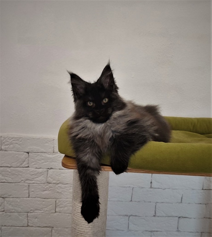 Atass Monterini - Kitten maine-coon 2 months 3.5 weeks