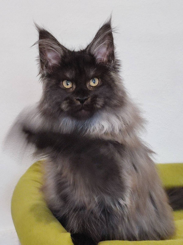 Atass Monterini - Kitten maine-coon 3 months 3 weeks