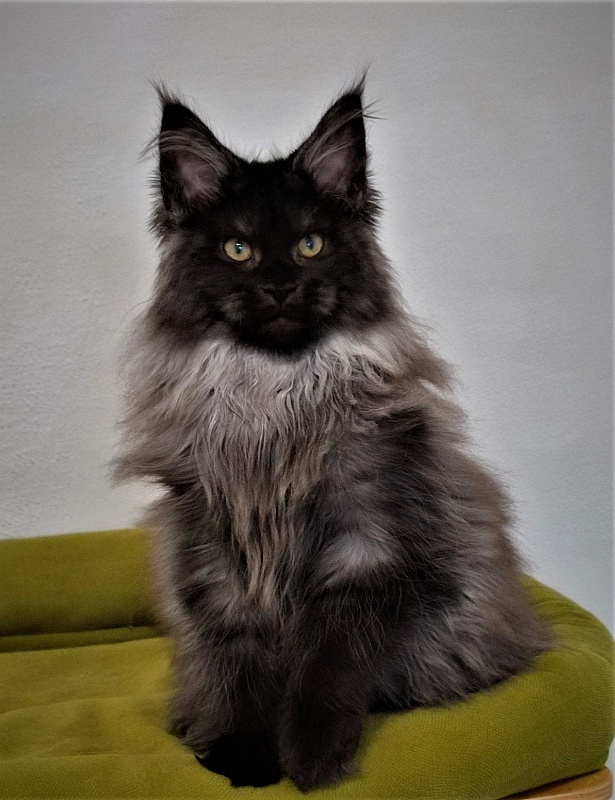 Atass Monterini - Kitten maine-coon 3 months 3 weeks