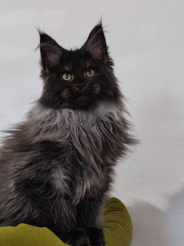 Atass Monterini - Kitten maine-coon 3 months 3 weeks