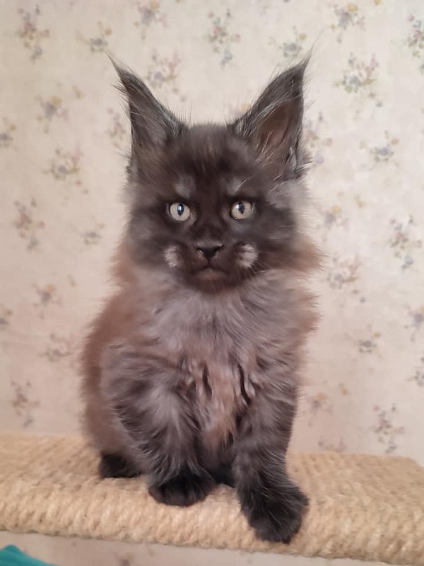 Atass Monterini - maine-coon