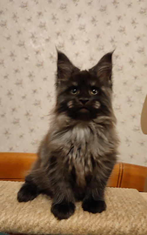 Atass Monterini - Kitten maine-coon 2 months