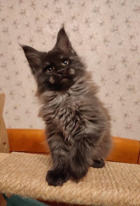 Atass Monterini - Kitten maine-coon 2 months
