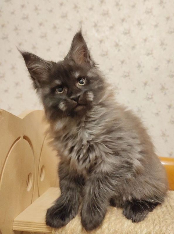 Atass Monterini - Kitten maine-coon 2 months