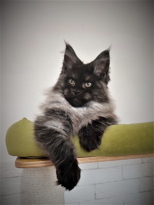 Atass Monterini - Kitten maine-coon 2 months 3.5 weeks