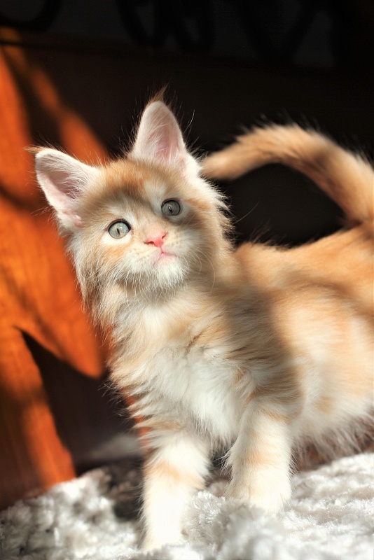 Abrikos Monterini - Kitten maine-coon 1 month 1.5 week