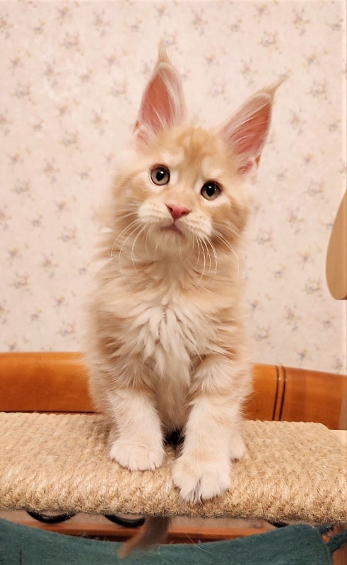 Abrikos Monterini - Kitten maine-coon 2 months