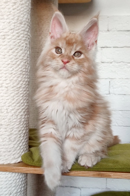Abrikos Monterini - Kitten maine-coon 2 months 1.5 week
