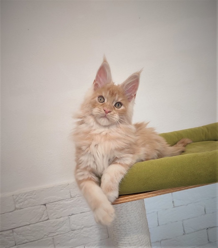 Abrikos Monterini - Kitten maine-coon 2 months 3.5 weeks