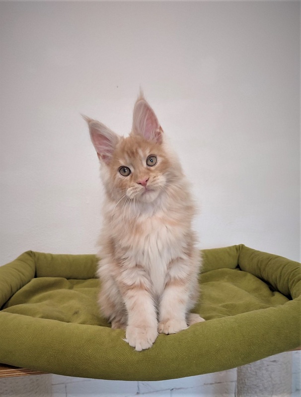 Abrikos Monterini - Kitten maine-coon 2 months 3.5 weeks