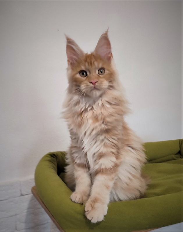 Abrikos Monterini - Kitten maine-coon 3 months 3 weeks