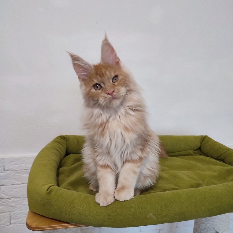 Abrikos Monterini - Kitten maine-coon 3 months 3 weeks