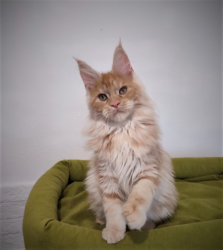 Abrikos Monterini - Kitten maine-coon 3 months 3 weeks