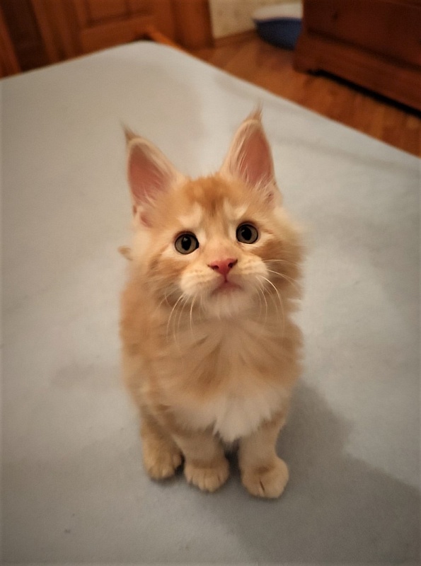 Abrikos Monterini - Kitten maine-coon 1 month 3 weeks