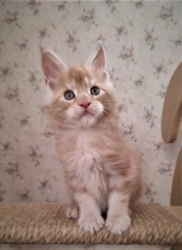 Abrikos Monterini - Kitten maine-coon 1 month 3 weeks