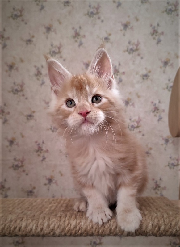 Abrikos Monterini - Kitten maine-coon 1 month 3 weeks
