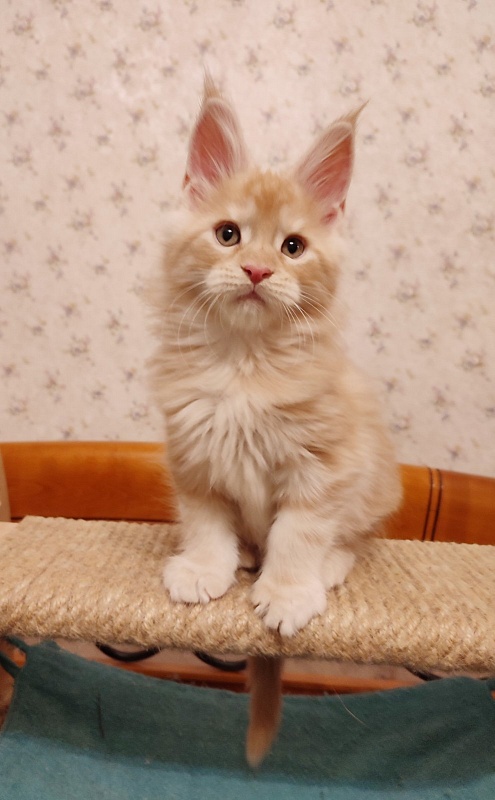 Abrikos Monterini - Kitten maine-coon 2 months
