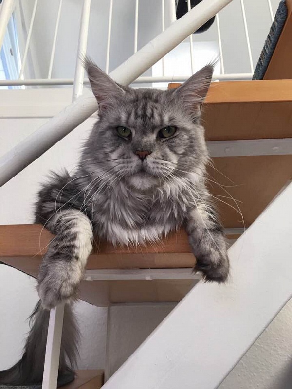 Eliot von Palüt - maine-coon