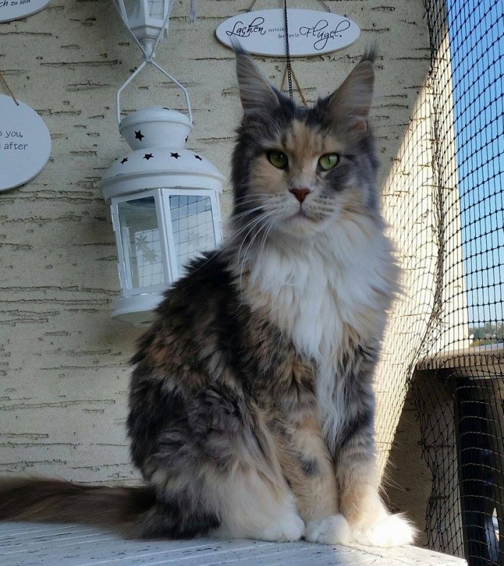 Aloa's Atlantis - maine-coon