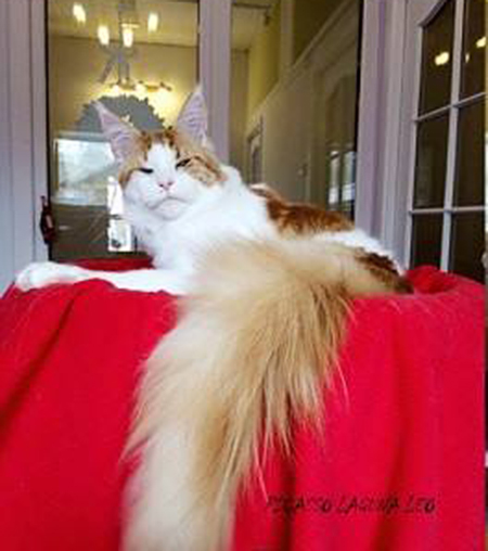 Picasso Laguna Leo - maine-coon