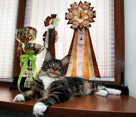 Pillowtalk's Energy of Live - maine-coon 05/13/2009