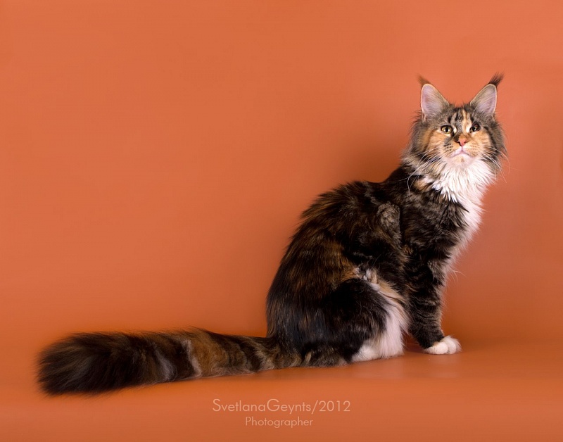 Vilarcoon Isotta - maine-coon