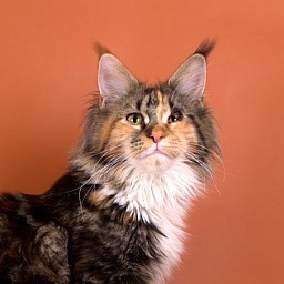 Vilarcoon Isotta