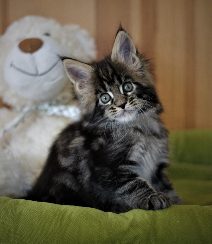 Baturin  Monterini - Kitten maine-coon 1 month 2 weeks