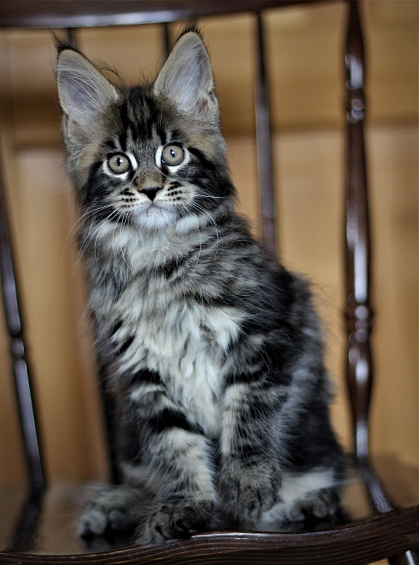 Baturin  Monterini - Kitten maine-coon 2 months 1 week